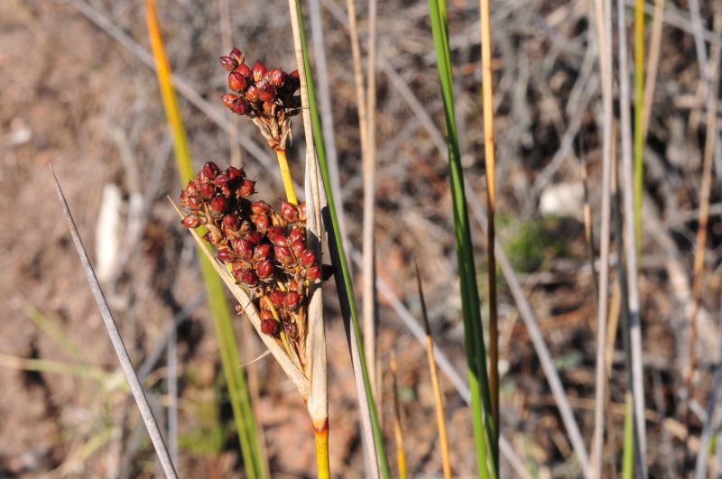 Juncus acutus / Giunco pungente